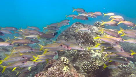 imágenes submarinas de un grupo de peces cabra nadando alrededor de un arrecife tropical rocoso hawaiano en el océano azul claro