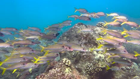 underwater footage of a school of goatfish swimming around a hawaiian rocky tropical reef in the clear blue ocean