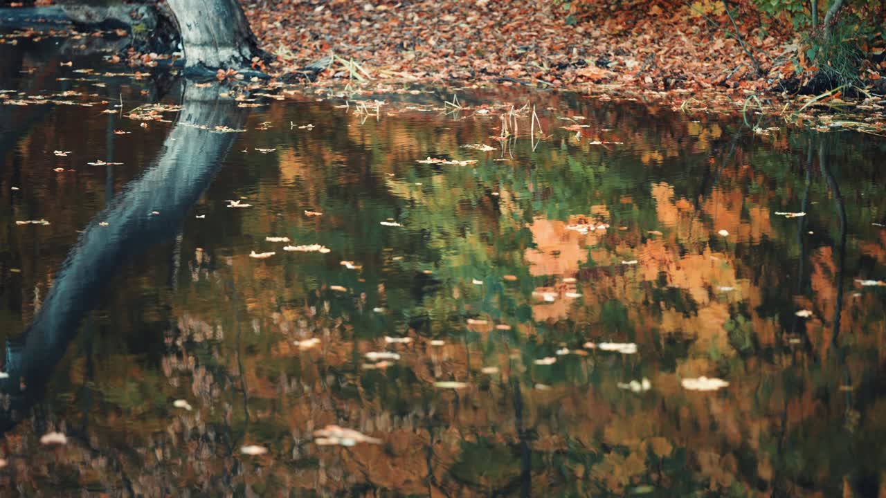 작은 연못의 잔잔한 물 위에 낙엽이 떠 있다