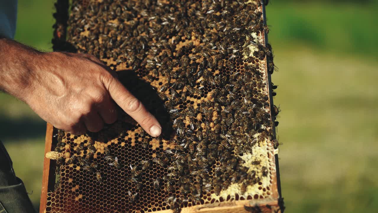 La mano dell'apicoltore sta lavorando con le api e gli alveari sull'apiario. Api sui favi. Cornici di un alveare