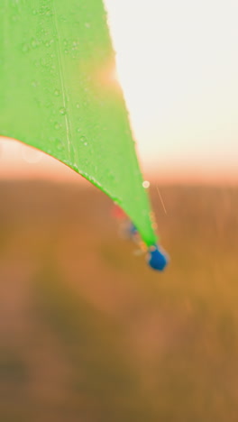 water drips gracefully from parasol closeup. park comes alive with vibrant colors of umbrella and soothing sounds of rain. tiny messenger of renewal