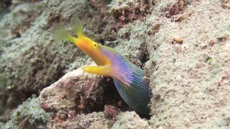 adult ribbon eel watching out of burrow