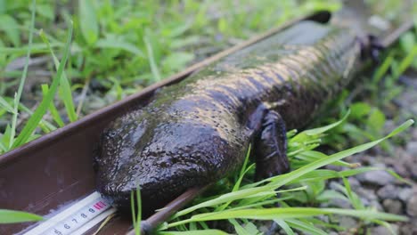 una foto de cerca de la salamandra japonesa gigante, siendo estudiada