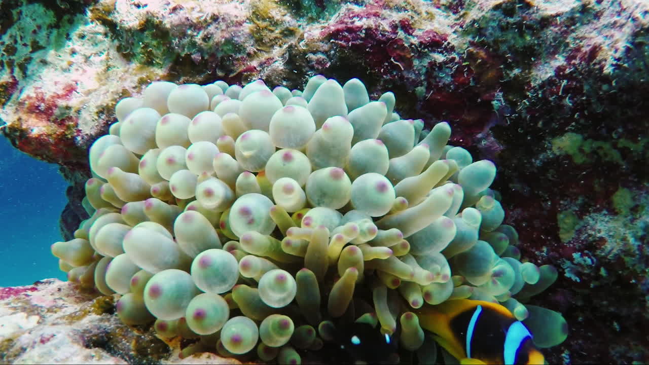 물고기가 많은 산호초의 생태계 red sea anthias 7