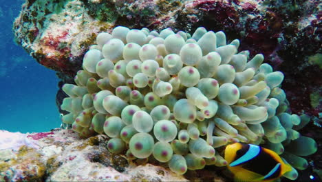 Ecosystem-Of-A-Coral-Reef-With-A-Lot-Of-Fish-Red-Sea-Anthias-7