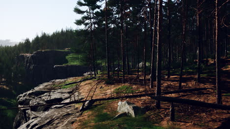 wild pine trees at dawn during sunrise in a beautiful alpine forest