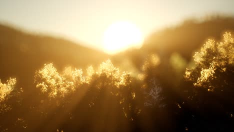 pine forest on sunrise with warm sunbeams