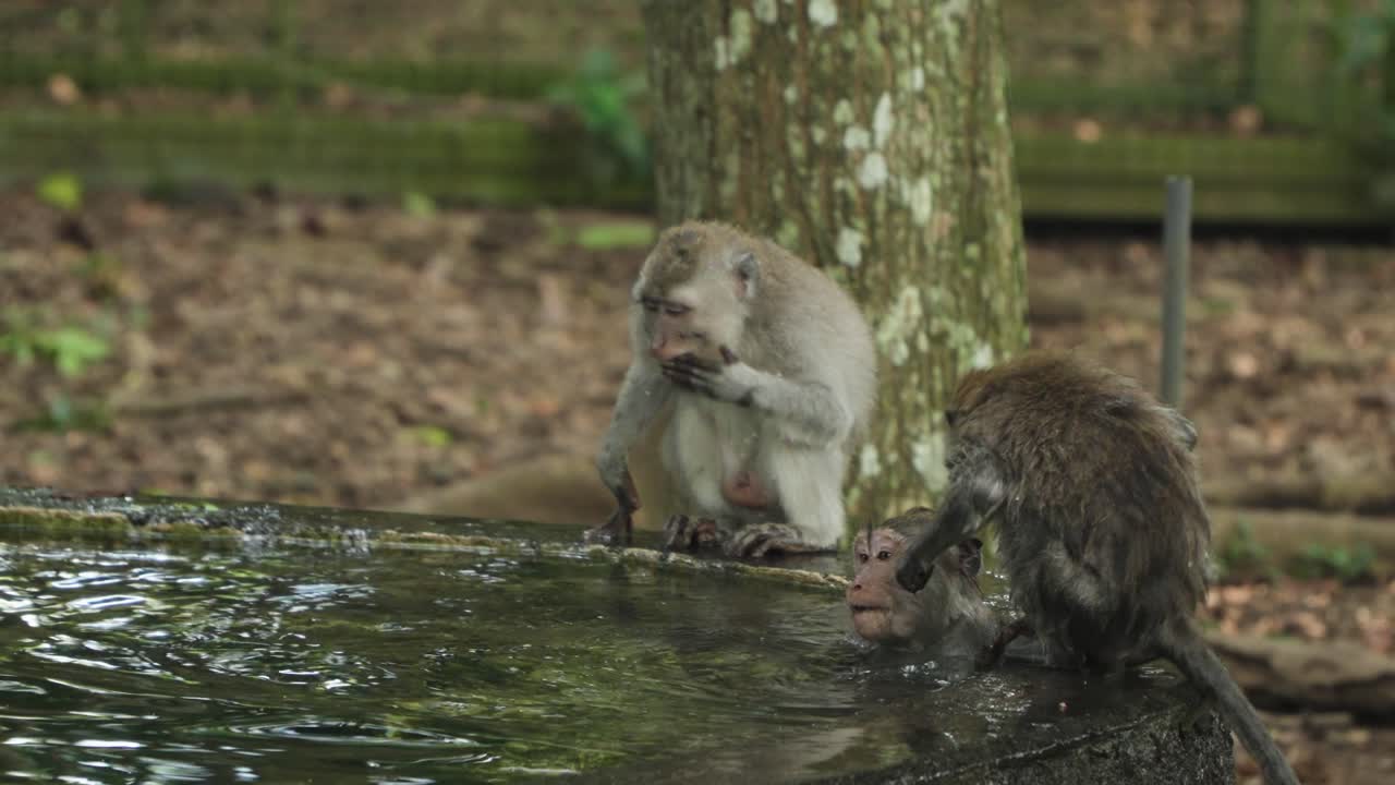 Playful Long-Tailed Macaques Bathing At Ubud Sacred Monkey Forest Sanctuary In Bali, Indonesia. Slow Motion Shot