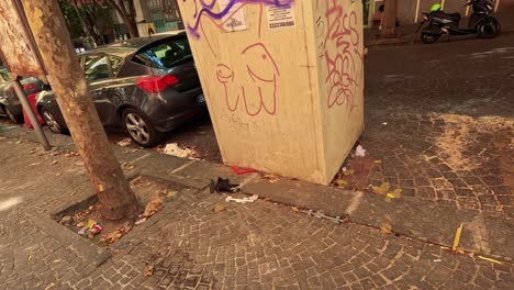 trash and recycling bins on a naples street