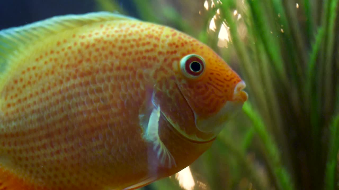cíclido naranja en el acuario