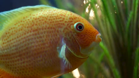 orange cichlid in aquarium