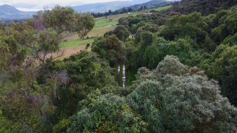 Descending-Drone-Footage-of-Primary-Forest-and-Third-Order-Path