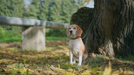 beagle dog on leash sits calmly by tree in scenic park, looking away in contemplative mood, surrounded by fallen yellow leaves and soft sunlight filtering through autumn trees