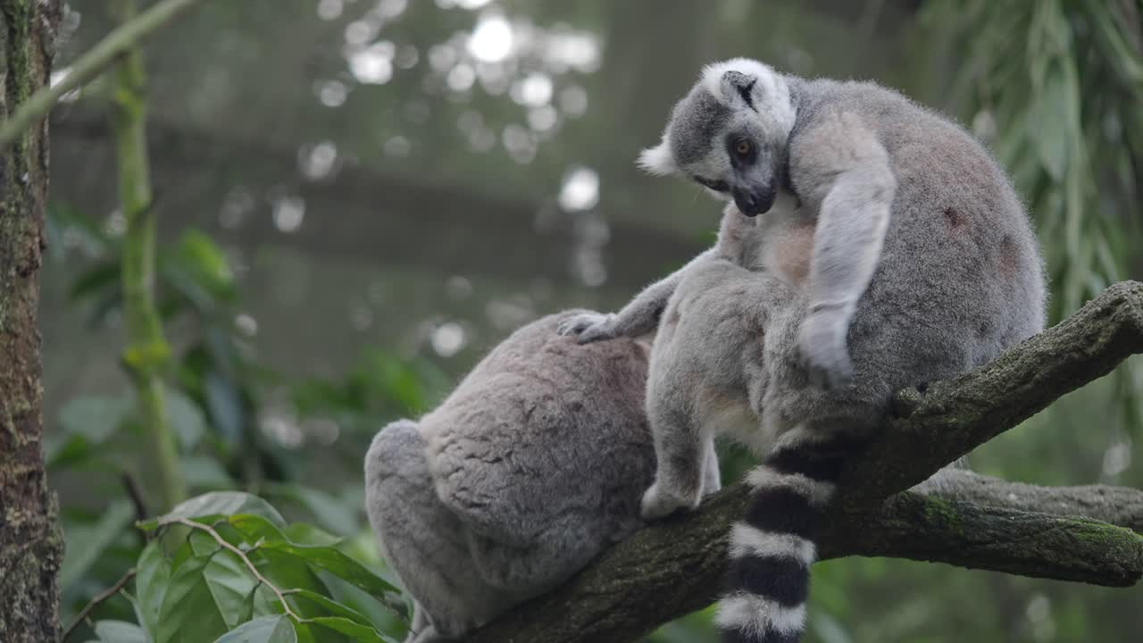 dos lémures de cola anillada sentados en una rama