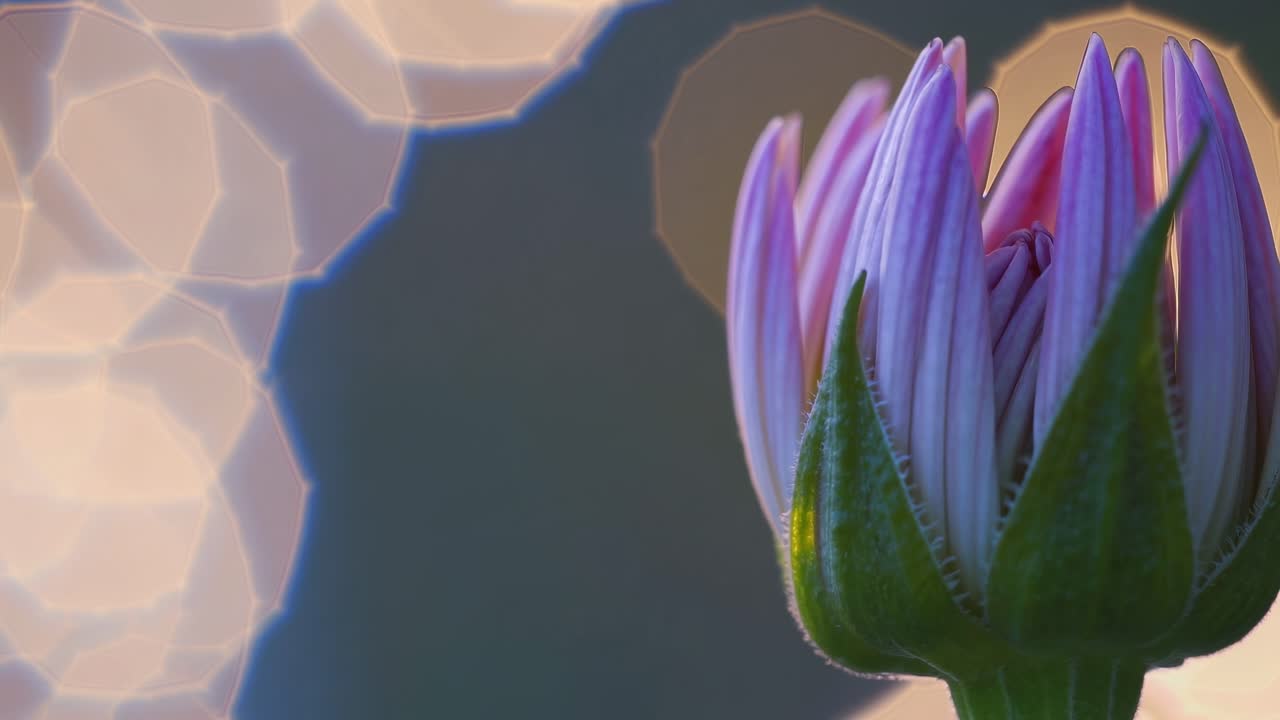 Close-up of a budding flower with a soft focus and bokeh effect, captured from a side angle