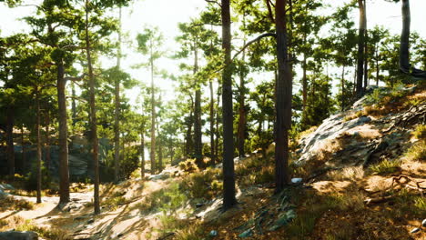 a serene forest landscape with sunlit trees and rocky terrain in summer