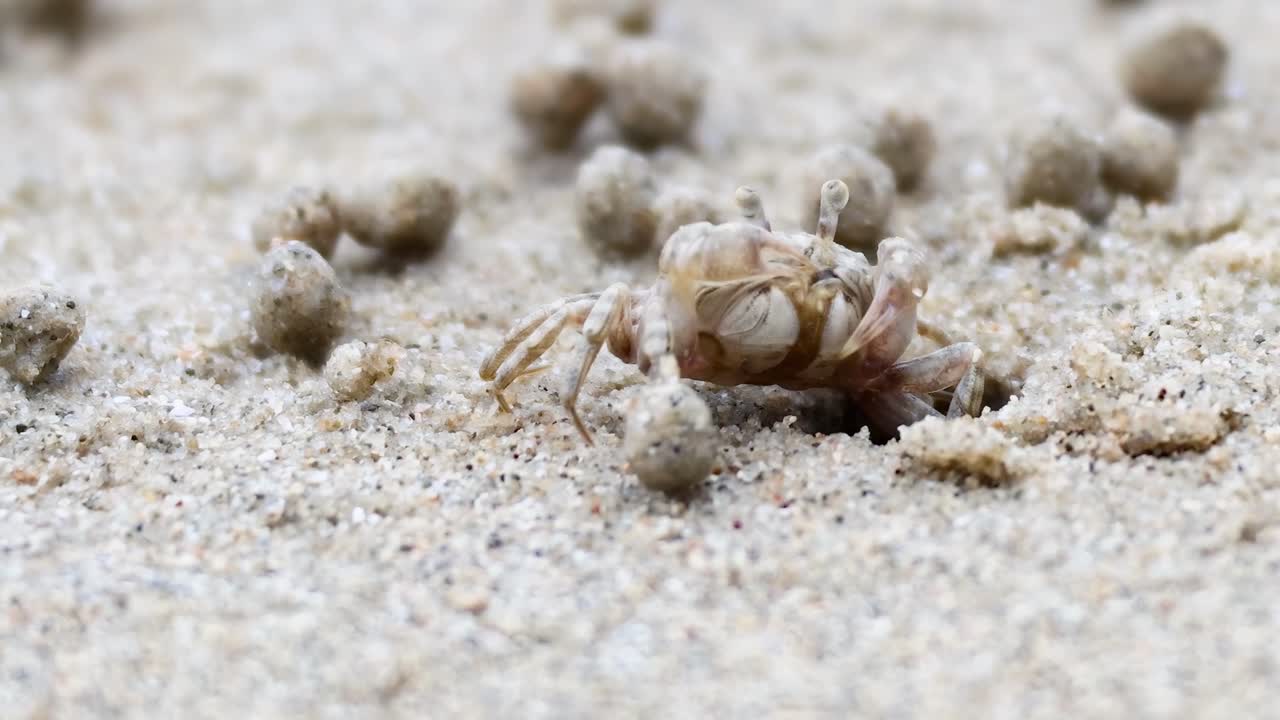 A ghost crab navigates through sand balls on a beach, showcasing its natural behavior and habitat.