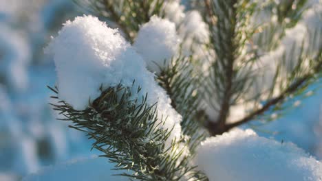 Pine-forest-in-winter