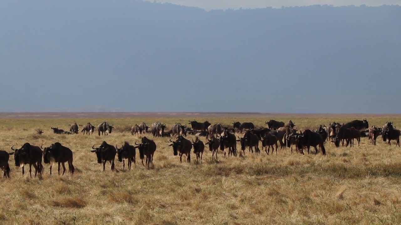 wilderbeest caminando por el cráter de ngorongoro durante la gran migración a cámara lenta