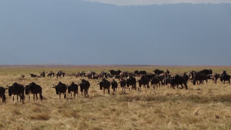 Gnus,-Die-Während-Der-Zeitlupe-Der-Großen-Migration-über-Den-Ngorongoro-Krater-Laufen