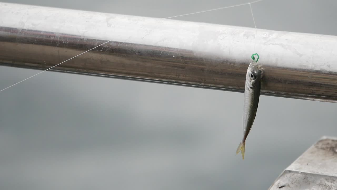 Small fish on fishing hook