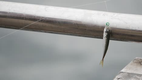 Small fish on fishing hook