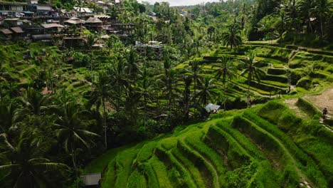 people overlooking green rice fields, a village and palm trees in bali