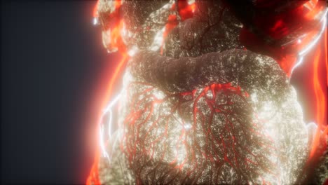 animación médicamente precisa en 3d del corazón y los vasos sanguíneos