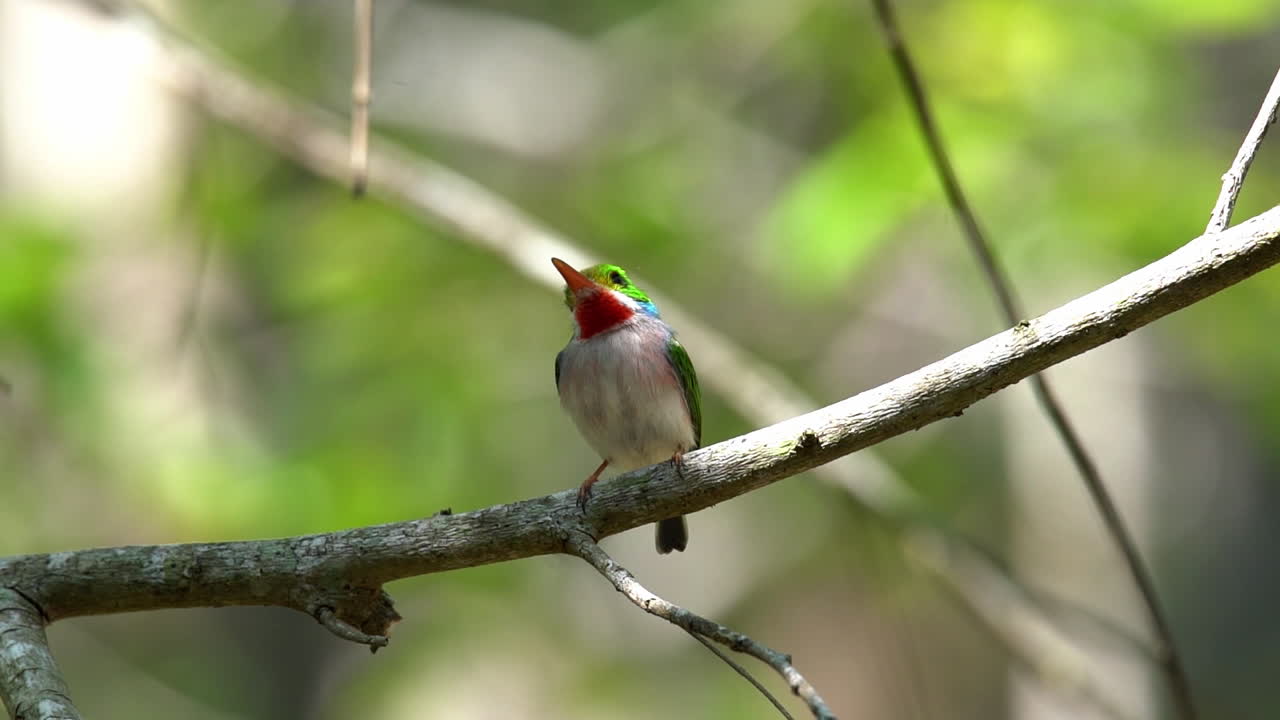 el pájaro tody cubano posa en una pequeña rama