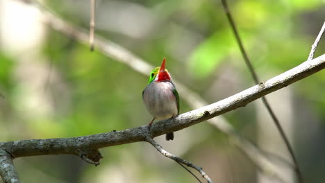 the cuban tody bird poses on a small branch