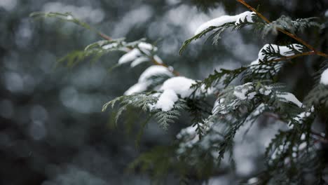 Primer-Plano-De-La-Rama-De-Cedro-Siempre-Verde-En-Invierno-Durante-Las-Nevadas,-Con-Una-Ligera-Capa-De-Nieve