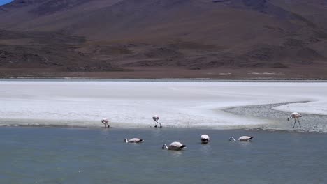 Pink-Flamingos-feed-in-salt-laguna-in-high-altiplano,-central-Bolivia