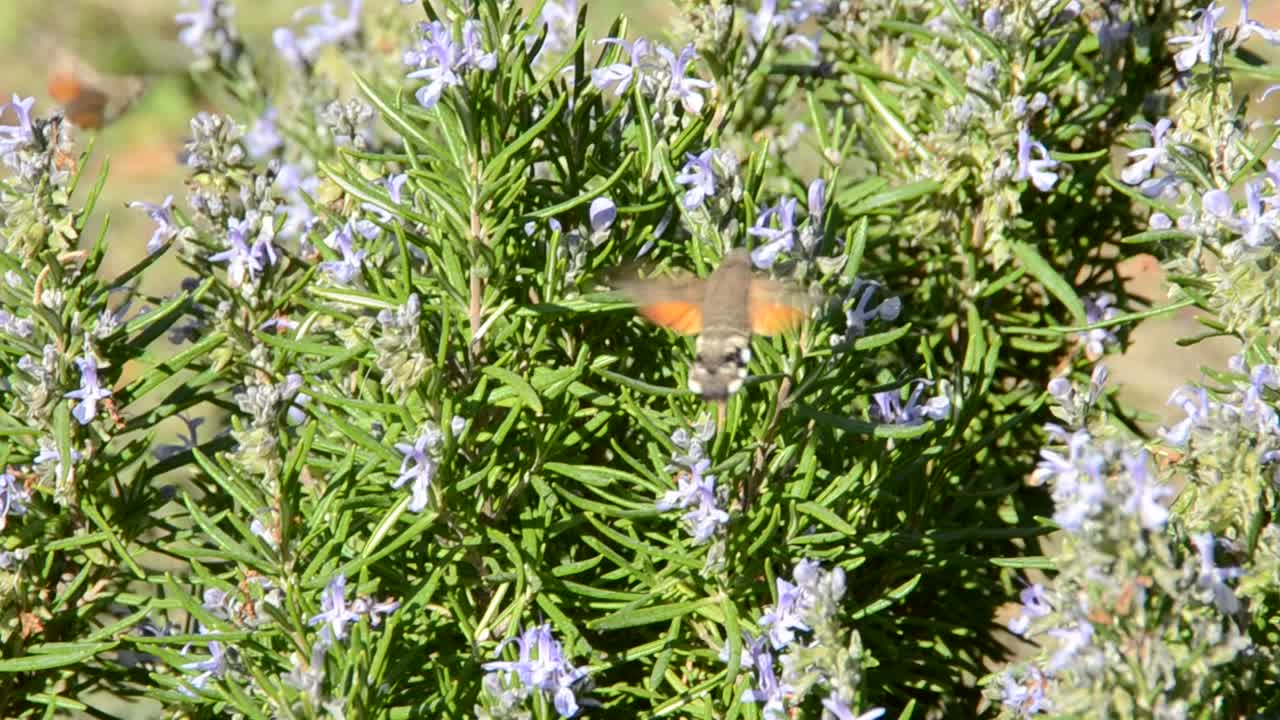 mariposa en flores