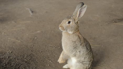 Conejo-Sentado-Sobre-Sus-Pies-Con-Patas-Colgantes,-Primer-Plano-De-Mano