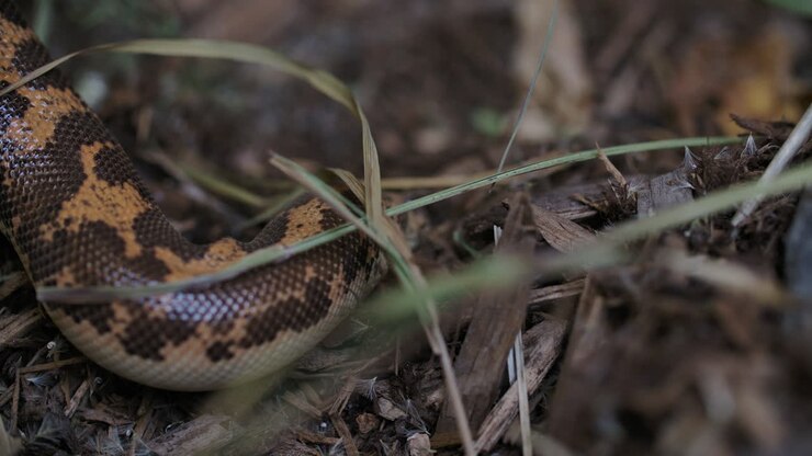 Kenianische Sandboa schlängelt und gräbt sich ein.
