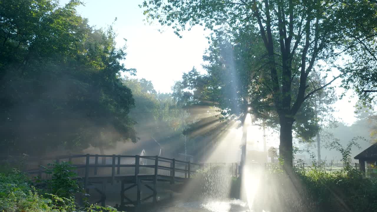 Sunbeams in a Forest with a Bridge