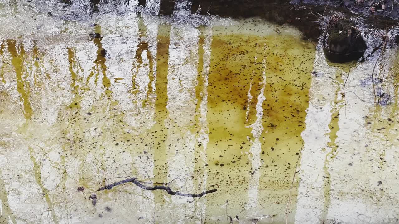 숲에서 봄이 시작되고, 나무가 물 속에 서 있고, 은 날, 물 위에 빛과 반사, 나무 줄기가 웅이에서 반사되고, 하천이 흐르고, 눈이 숨겨져 있습니다.