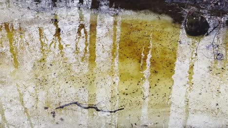 en el bosque comienza la primavera, los árboles se encuentran en el agua, un día soleado, manchas de luz y reflejo en el agua. los troncos de los árboles se reflejan en un charco, los arroyos fluyen, oculta la nieve.