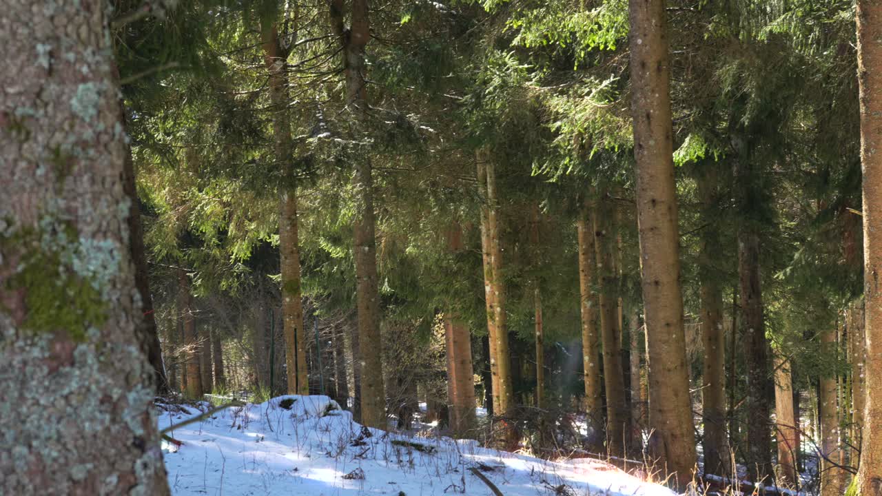 Evergreen fir pine spruce tree forest tall trunks snow covered ground winter landscape