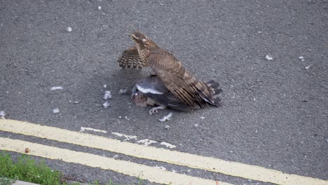 sparrowhawk ripping feathers off struggling pigeon on side of street