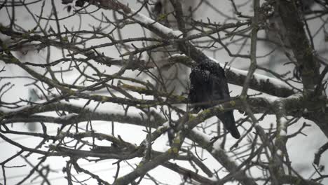 un cuervo se sienta en un árbol en una fuerte nevada 02