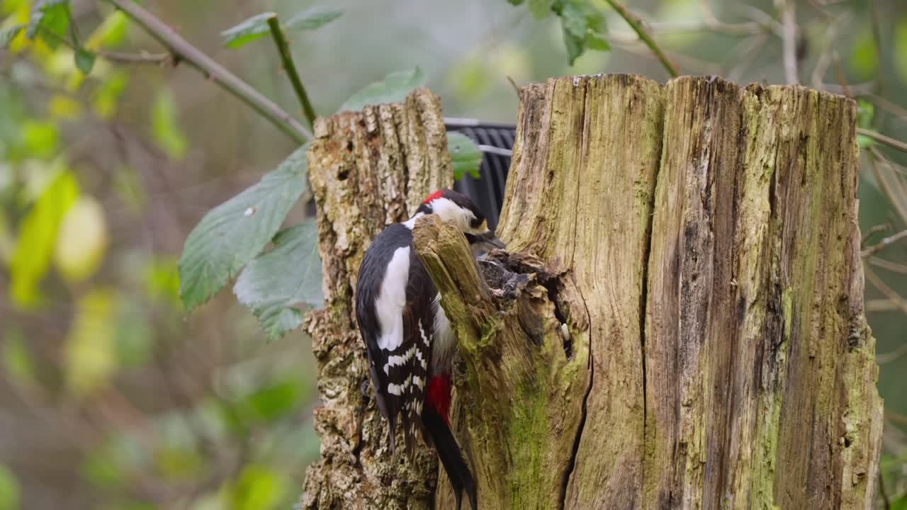 Woodpecker climbs up tree trunk in slow motion, soft forest background with filtered light
