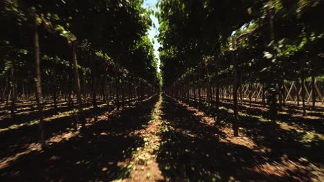 AERIAL---Flying-through-vines-in-a-beautiful-vineyard,-Ica,-Peru,-wide-reverse