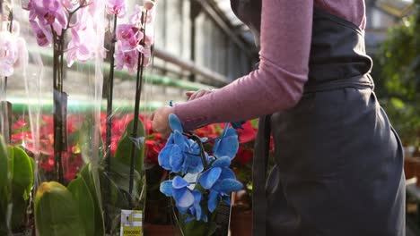 Young-florist-woman-in-apron-walking-in-the-greenhouse-of-flowers-checks-a-pot-of-blue-orchids-petals-on-the-shelf