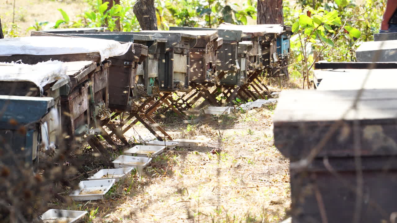 사람이 건너가는 숲 근처에 벌떼가 있는 벌집의 정적인 모습