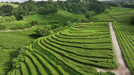 scenic green rows of tea bushes on gorreana tea plantation, azores