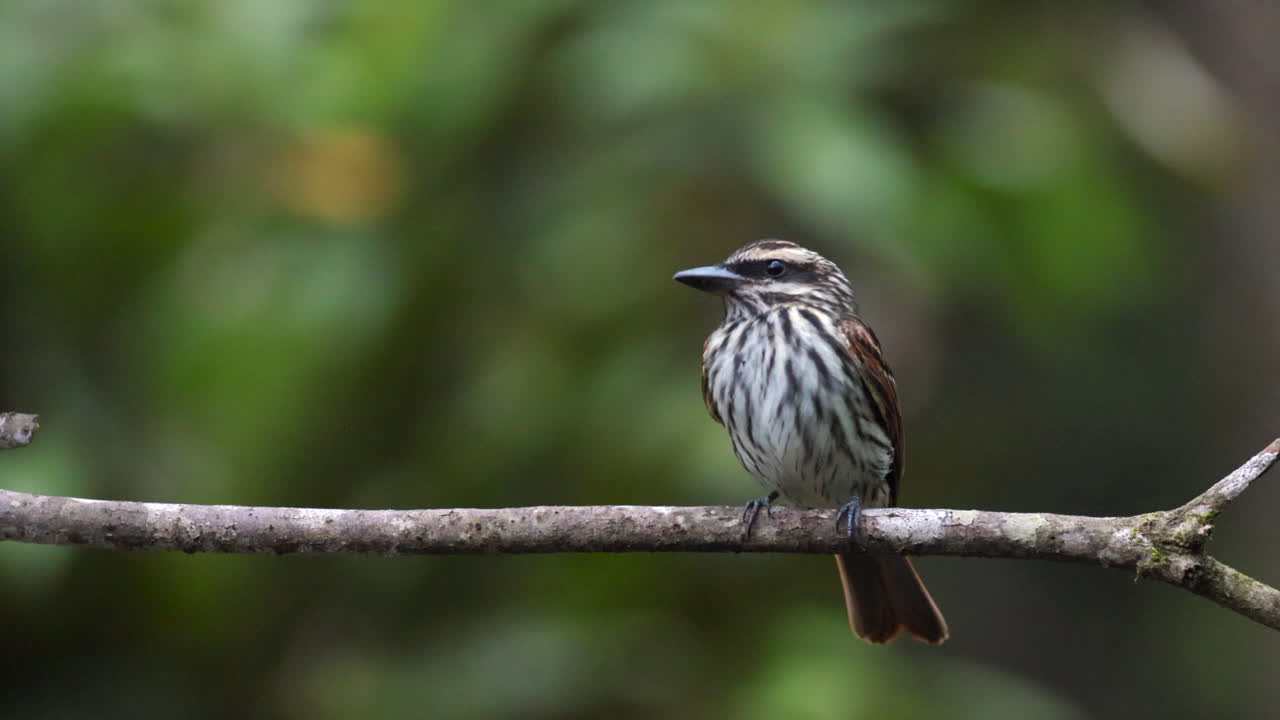 close-up en cámara lenta pájaro cazamos moscas rayado en la selva tropical exótica de la selva escena-3