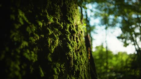 4k close up shot of contrasted dim light on some moss on a forest tree log