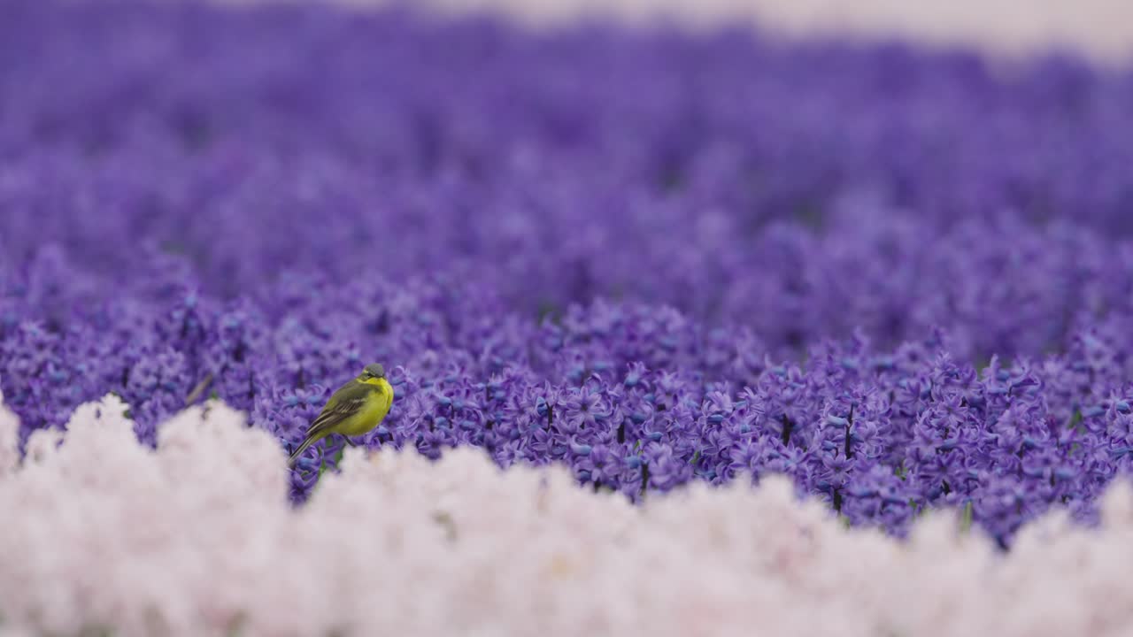 pájaro amarillo en un campo de jacinto púrpura y blanco