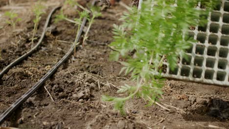 Farmers-tending-to-the-delicate-process-of-planting-marigold-flowers-in-greenhouse-environments